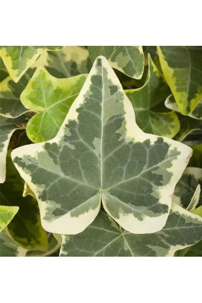 Плющ звичайний Гласієр створює яскраві акценти у ландшафті.